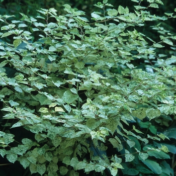 Fallopia japonica 'Variegata' (049384)