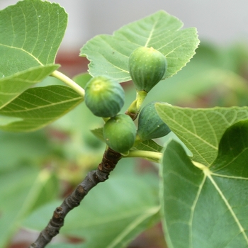 Ficus carica 'Brown Turkey' (049387)