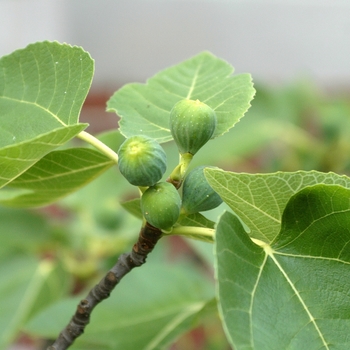 Ficus carica 'Brown Turkey' (049388)