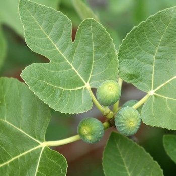 Ficus carica 'Brown Turkey' (049389)