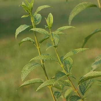 Forsythia viridissima var. koreana 'Kumson' (049397)