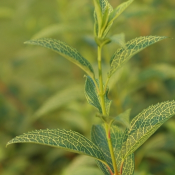 Forsythia viridissima var. koreana 'Kumson' (049398)