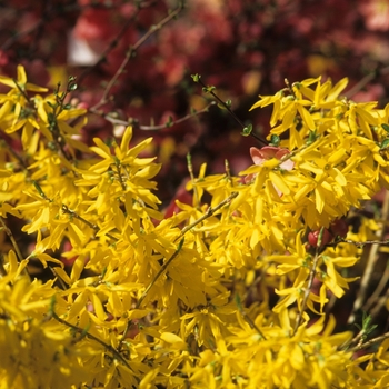 Forsythia x intermedia 'Gold Tide®' (049400)