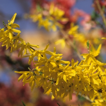 Forsythia x intermedia 'Gold Tide®' (049401)