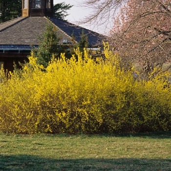 Forsythia x intermedia '' (049404)