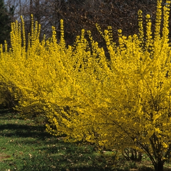 Forsythia x intermedia '' (049405)