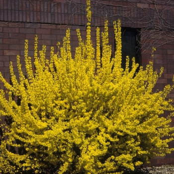 Forsythia x intermedia '' (049406)