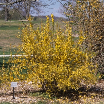 Forsythia 'Fiesta' (049412)