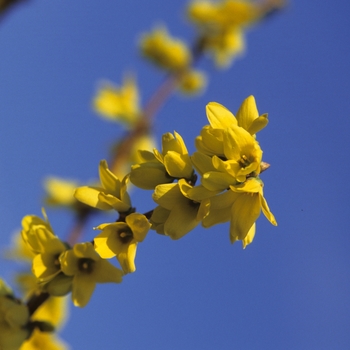 Forsythia 'Fiesta' (049413)