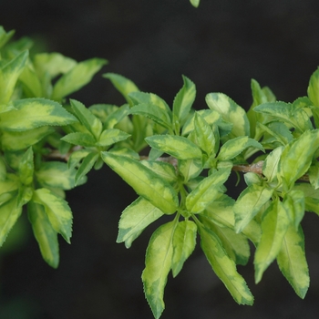 Forsythia 'Fiesta' (049414)