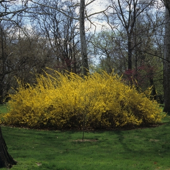 Forsythia x intermedia 'Lynwood' (049416)