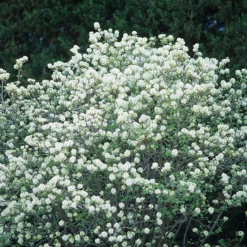 Fothergilla gardenii '' (049417)