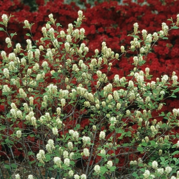 Fothergilla gardenii '' (049418)