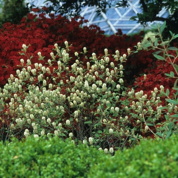 Fothergilla gardenii '' (049419)