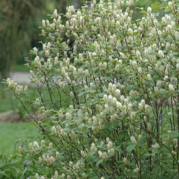 Fothergilla gardenii 'Beaver Creek®' (049431)