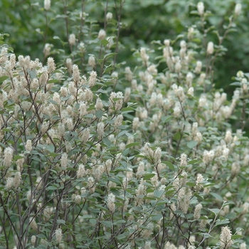 Fothergilla gardenii 'Beaver Creek®' (049432)