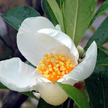 Franklinia alatamaha '' (049438)