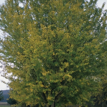 Ginkgo biloba '' (049491)