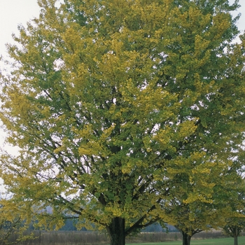 Ginkgo biloba '' (049492)