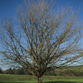 Ginkgo biloba '' (049493)