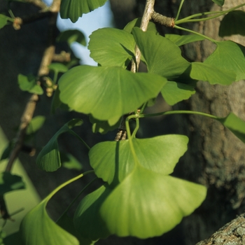 Ginkgo biloba '' (049495)