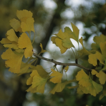 Ginkgo biloba '' (049496)