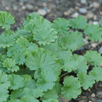 Glechoma hederacea '' (049498)