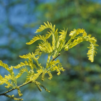 Gleditsia triacanthos var. inermis 'Sunburst®' (049501)