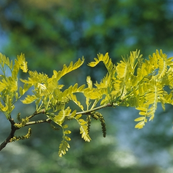 Gleditsia triacanthos var. inermis 'Sunburst®' (049502)