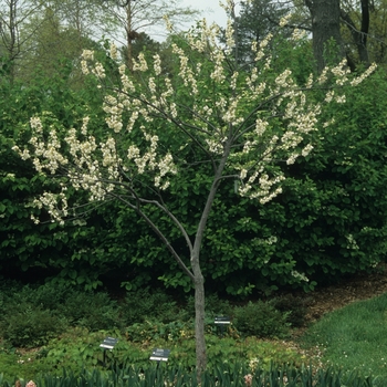 Halesia carolina (tetraptera) '' (049504)