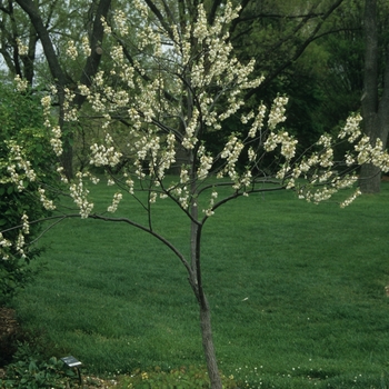 Halesia carolina (tetraptera) '' (049505)