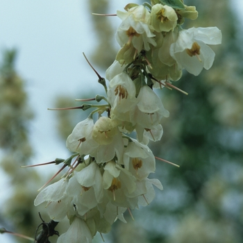 Halesia carolina (tetraptera) '' (049506)