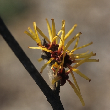 Hamamelis mollis 'Imperialis' (049507)