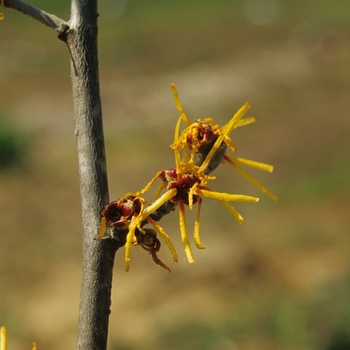 Hamamelis mollis 'Imperialis' (049508)