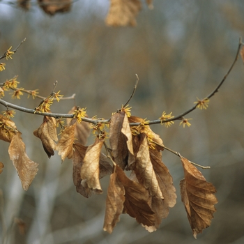 Hamamelis vernalis '' (049570)