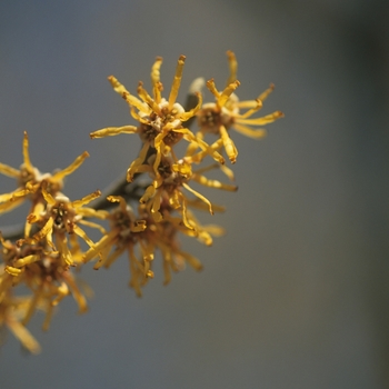 Hamamelis vernalis '' (049571)