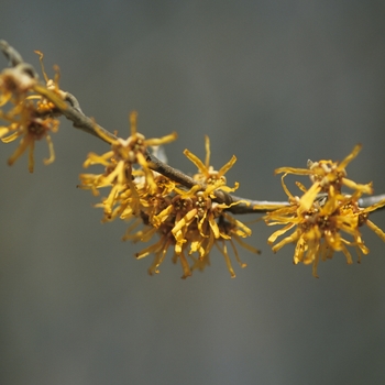 Hamamelis vernalis '' (049572)