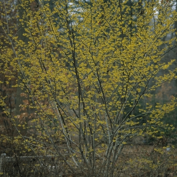 Hamamelis x intermedia 'Arnold's Promise' (049576)