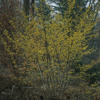 Hamamelis x intermedia 'Arnold's Promise' (049577)