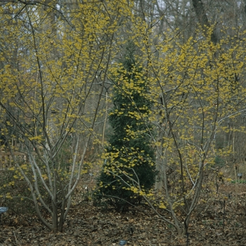 Hamamelis x intermedia 'Arnold's Promise' (049578)