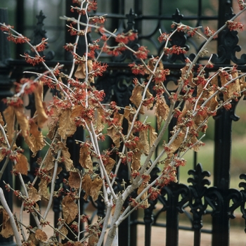 Hamamelis x intermedia 'Diane' (049590)