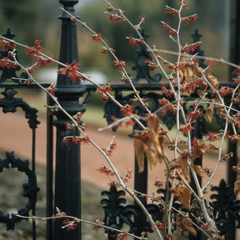 Hamamelis x intermedia 'Diane' (049591)