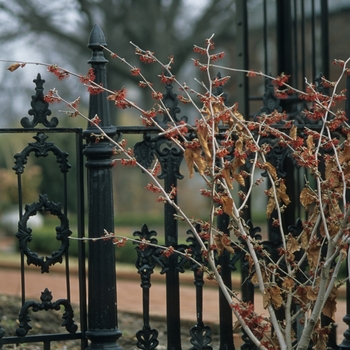 Hamamelis x intermedia 'Diane' (049592)