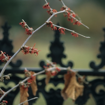 Hamamelis x intermedia 'Diane' (049593)