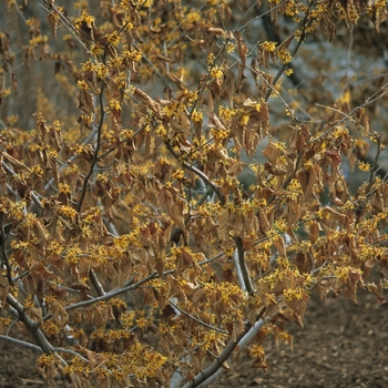 Hamamelis x intermedia 'Orange Beauty' (049603)