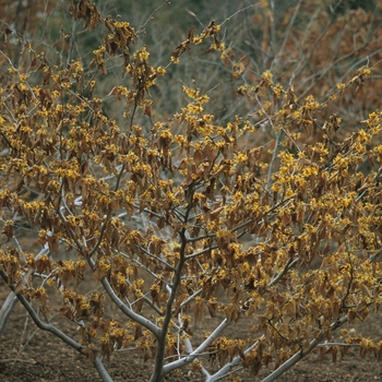 Hamamelis x intermedia 'Orange Beauty' (049604)