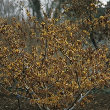 Hamamelis x intermedia 'Orange Beauty' (049605)