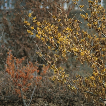 Hamamelis x intermedia 'Orange Beauty' (049606)