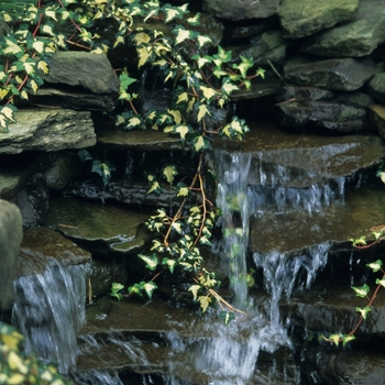 Hedera helix 'Gold Heart' (049607)