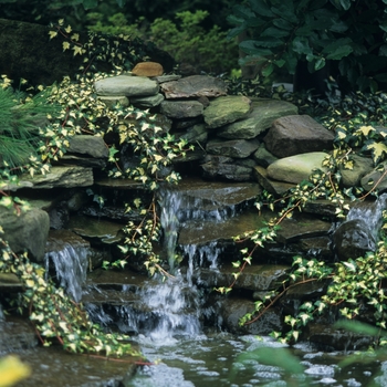 Hedera helix 'Gold Heart' (049608)